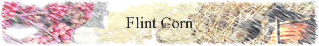 Flint Corn