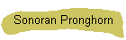 Sonoran Pronghorn