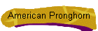 American Pronghorn