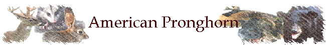 American Pronghorn