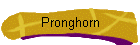 Pronghorn