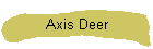 Axis Deer