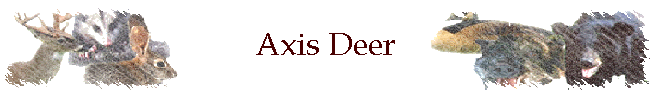 Axis Deer