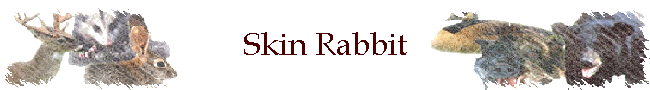 Skin Rabbit