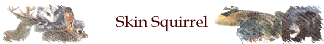 Skin Squirrel