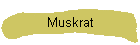 Muskrat