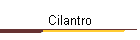 Cilantro
