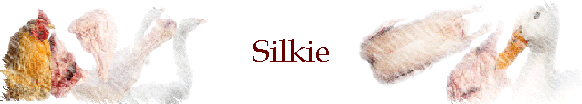 Silkie