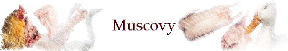 Muscovy