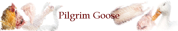 Pilgrim Goose