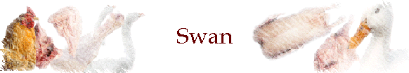 Swan