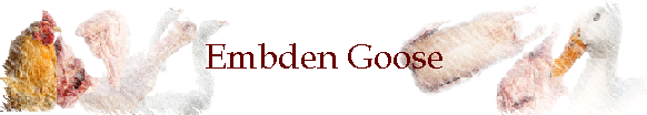 Embden Goose