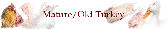 Mature/Old Turkey