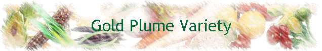 Gold Plume Variety