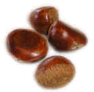 Chestnut.jpg (7161 bytes)