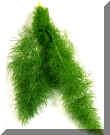 Fennel  leaf.jpg (309576 bytes)