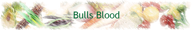 Bulls Blood
