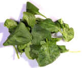 Spinach.jpg (44462 bytes)