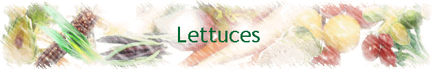 Lettuces