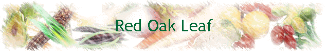 Red Oak Leaf