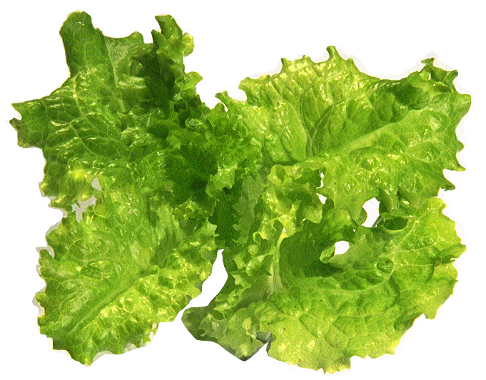 lettuce green lolo.jpg (164135 bytes)