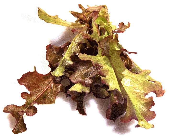 Lettuce Red Oak.jpg (154273 bytes)