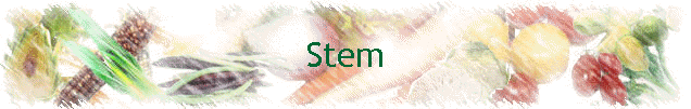 Stem