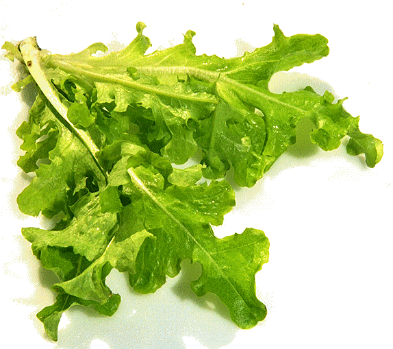 lettuce oak leaf green.jpg (141936 bytes)