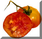 Tomato Mr.Stripy Cut.jpg (338638 bytes)