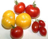 Tomatoes Combined.jpg (1031170 bytes)