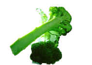 Broccoli B.jpg (85758 bytes)