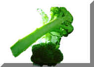 Broccoli B.jpg (85758 bytes)