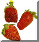 3 Strawberries.jpg (45811 bytes)