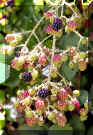 blackberries.jpg (42377 bytes)