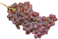 Red Grapes B.jpg (137366 bytes)