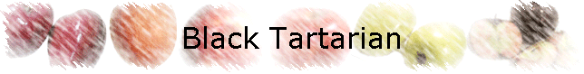 Black Tartarian