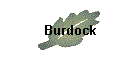 Burdock