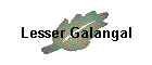 Lesser Galangal
