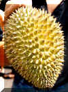 Durian Lg.jpg (69090 bytes)
