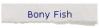 Bony Fish