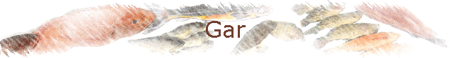 Gar