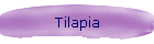 Tilapia