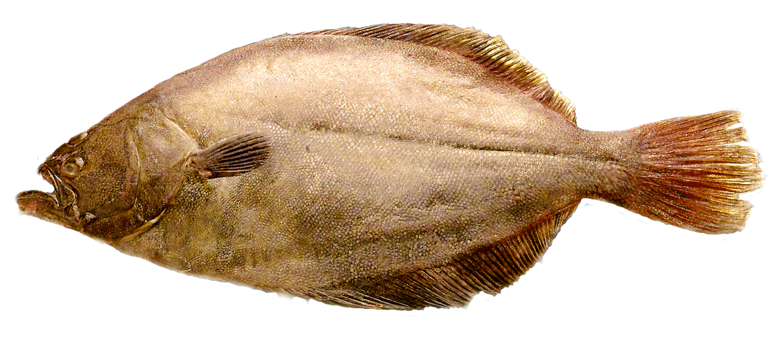 Flounder