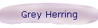 Grey Herring