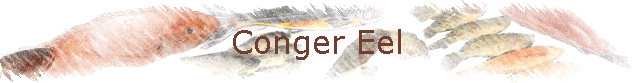 Conger Eel
