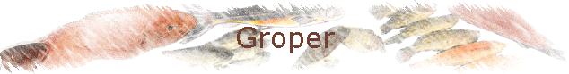 Groper
