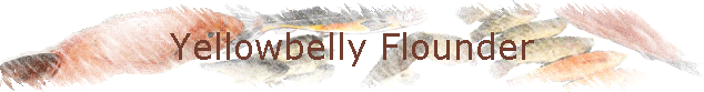 Yellowbelly Flounder