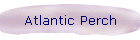 Atlantic Perch