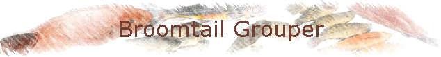 Broomtail Grouper
