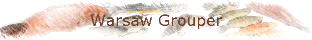 Warsaw Grouper